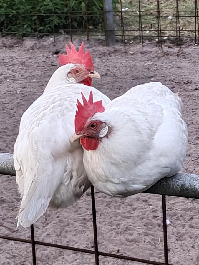 Ferienhof-Stoerwiese Arpsdorf Luaran gambar